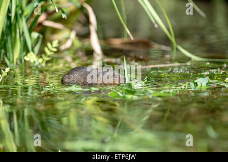 Le campagnol de l'eau (Arvicola terrestris) nager entre un lit de Crowfoot l'eau dans un ruisseau. Banque D'Images