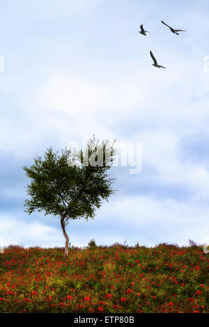 Un arbre solitaire sur une prairie avec des coquelicots rouges et trois oiseaux Banque D'Images