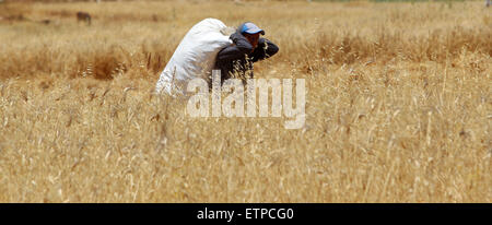 Sinjil, Cisjordanie, territoire palestinien. 15 Juin, 2015. Un agriculteur palestinien transporte la récolte annuelle au cours du blé dans un champ dans le village de Sinjil, près de Ramallah, le 15 juin 2015 Crédit : Shadi Hatem/APA/Images/fil ZUMA Alamy Live News Banque D'Images