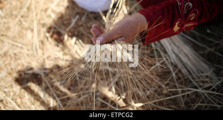 Sinjil, Cisjordanie, territoire palestinien. 15 Juin, 2015. Une femme palestinienne s'affiche pendant la récolte annuelle de blé dans un champ dans le village de Sinjil, près de Ramallah, le 15 juin 2015 Crédit : Shadi Hatem/APA/Images/fil ZUMA Alamy Live News Banque D'Images