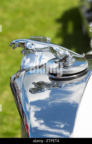 Jaguar bondissant mascot hood ornament sur une voiture Jaguar vintage Banque D'Images