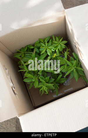 Plantes dans un box livré par la poste Banque D'Images