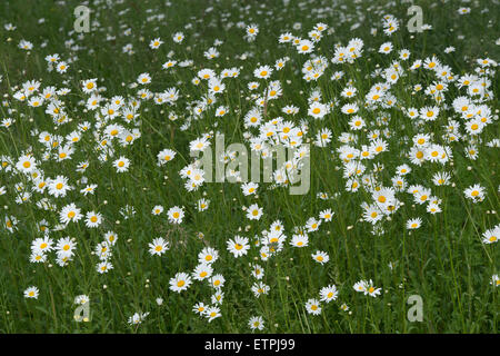 Oxeye Daisy fleurs dans un champ arable marge dans les Cotswolds. L'Angleterre Banque D'Images