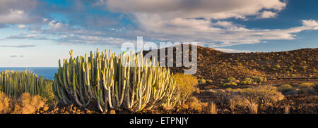 Euphorbia canariensis (cardon, canaries) Euphorbe à Costa del Silencio, Tenerife, avec Montana Amarilla en arrière-plan Banque D'Images