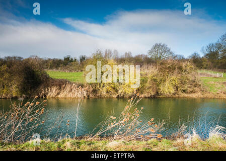 Chardons (Dipsacus fullonum) en janvier sur la rive de la rivière Nene, Peterborough (Cambridgeshire, Angleterre Banque D'Images