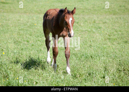 Une petite brown poulains Warmblood exécuté sur un pâturage Banque D'Images