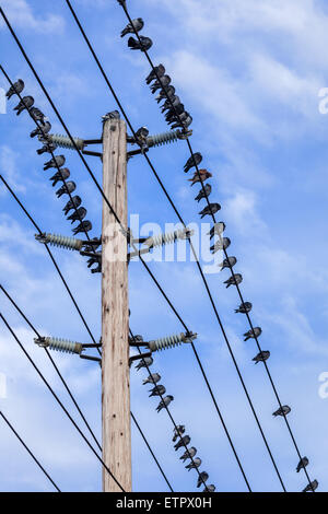 Oiseaux sur un fil. Banque D'Images