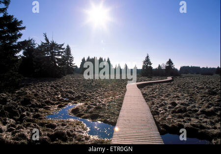 BEL, la Belgique, l'Est des Ardennes, à la chaussée de planches Hautes Fagnes, Hautes Fagnes. BEL, Belgien, Ostbelgien, Bohlenweg im Hohen Venn. Banque D'Images