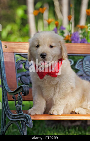 Chiot Golden Retriever assis sur le banc en bois dans la cour Banque D'Images