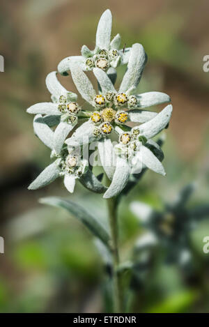 Edelweiss (Leontopodium alpinum) Fleur alpine dans les Alpes Banque D'Images