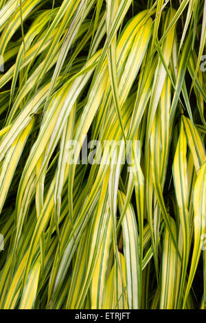 Close up du feuillage de la Japonaise panachée hakone grass, Hakonechloa macra 'Alboaurea' Banque D'Images