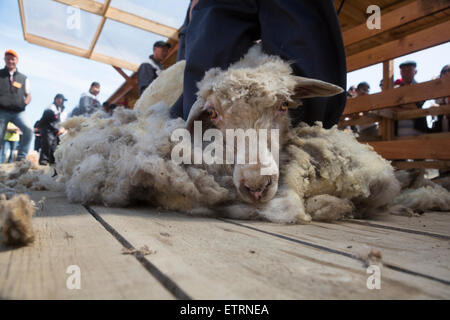 Région d'Irkoutsk, en Russie. 14 Juin, 2015. Le festival international de groupes ethno-culturels (Jeux Erdyn Erdyn Naadan) dans la région d'Irkoutsk, le lac Baïkal, près de la Russie Crédit : Nikolay Vinokourov/Alamy Live News Banque D'Images