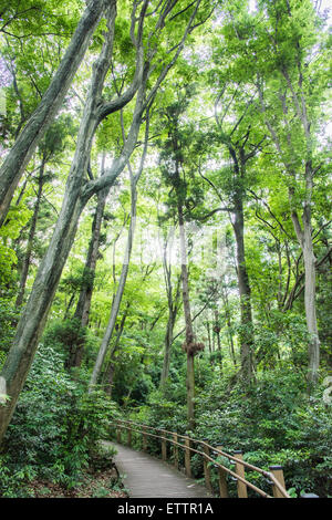 Yatoyama Park, Riviere-paspebiac,Préfecture de Kanagawa, Japon Banque D'Images