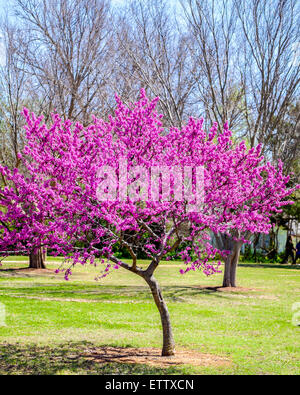 L'est un arbre, redbud Cercis canadensis, au printemps la floraison. L'état de l'Oklahoma est redbud tree. Oklahoma City, Oklahoma, USA. Banque D'Images