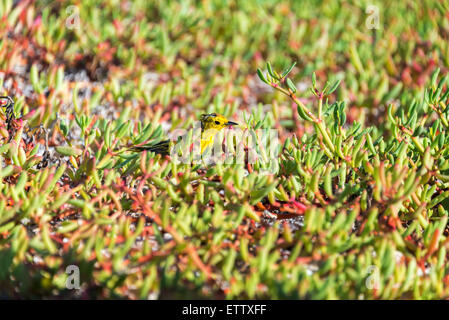 Petite paruline jaune dans les îles Galapagos Banque D'Images