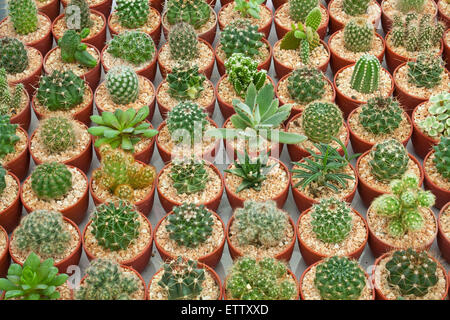 Petit Cactus et plantes succulentes dans le petit pot Banque D'Images