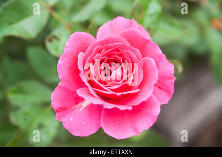 Belle fleur rose rose (Rosa sp.) dans un parc Banque D'Images