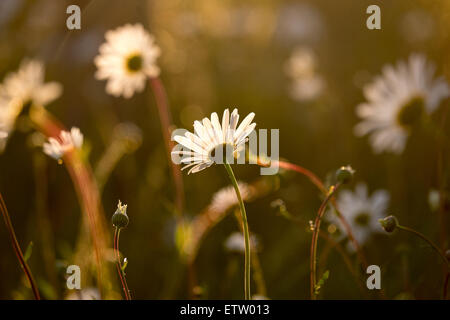 Marguerites dans un champ à prendre le soir au coucher du soleil Banque D'Images