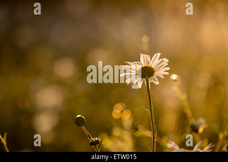 Marguerites dans un champ à prendre le soir au coucher du soleil Banque D'Images