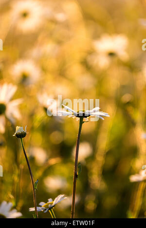 Marguerites dans un champ à prendre le soir au coucher du soleil Banque D'Images