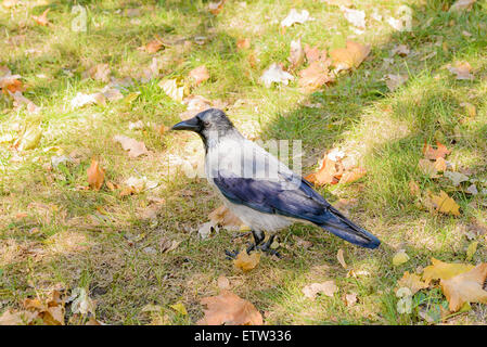 Un hooded crow marche sur l'herbe avec les feuilles d'automne et est montres autour de lui Banque D'Images