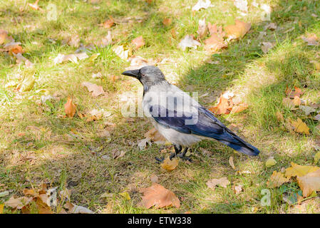 Un hooded crow marche sur l'herbe avec les feuilles d'automne et est montres autour de lui Banque D'Images