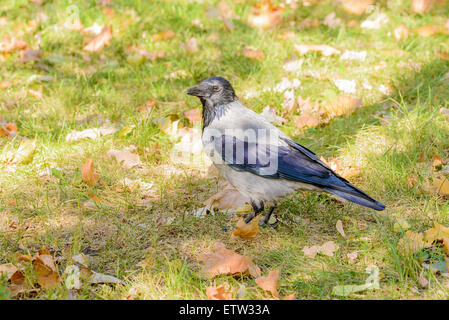 Un hooded crow marche sur l'herbe avec les feuilles d'automne et est montres autour de lui Banque D'Images