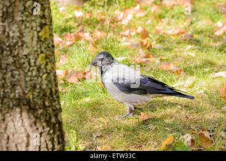 Un hooded crow marche sur l'herbe avec les feuilles d'automne et est montres autour de lui Banque D'Images