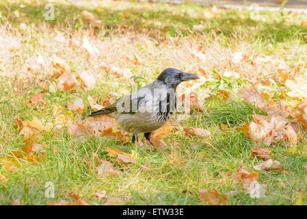 Un hooded crow marche sur l'herbe avec les feuilles d'automne et est montres autour de lui Banque D'Images