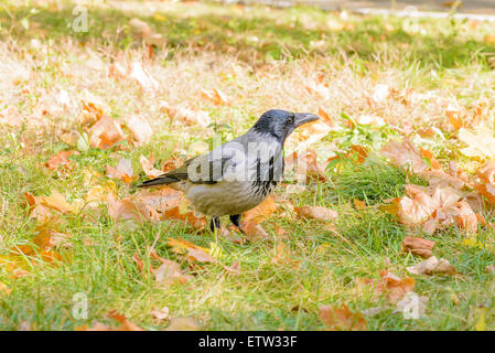 Un hooded crow marche sur l'herbe avec les feuilles d'automne et est montres autour de lui Banque D'Images