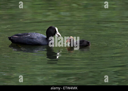 Un adulte Foulque d'alimentation d'un jeune poussin avec la végétation. Banque D'Images