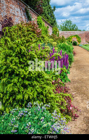 Frontière herbacées dans le jardin clos de Bowood House dans le Wiltshire. Banque D'Images