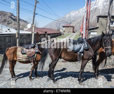 Les chevaux dans la ville Stepantsminda (Kazbegi) autrefois dans la région de Mtskheta-Mtianeti, Géorgie Banque D'Images