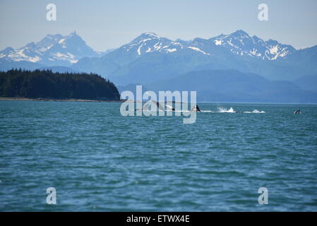 Les baleines à bosse Pec Sbubblenet s'alimenter à l'Amérique du col, Lynn Canal, le sud-est de l'Alaska Banque D'Images