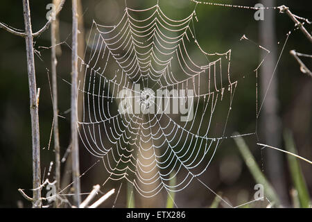 La NLD, les Pays-Bas, les araignées web avec des gouttes de rosée. La NLD, Surrey, Spinnennetz mit Tautropfen. Banque D'Images