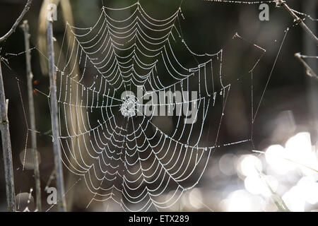 La NLD, les Pays-Bas, les araignées web avec des gouttes de rosée. La NLD, Surrey, Spinnennetz mit Tautropfen. Banque D'Images