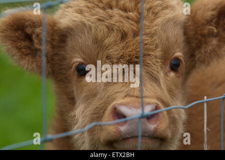 Veau Highland. Iona. L'ÉCOSSE Juin 2015 Banque D'Images