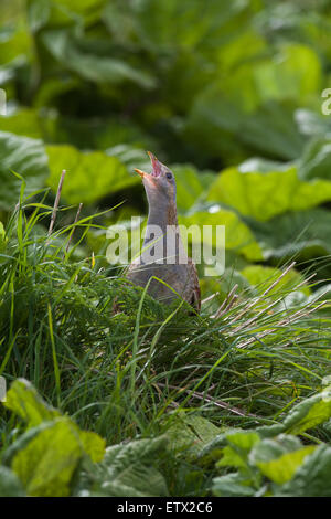 Râle des genêts (Crex crex). Appelez de couvrir parmi la végétation, y compris (pétasite Petasites hybridus). Iona. À l'ouest de l'Écosse. Banque D'Images