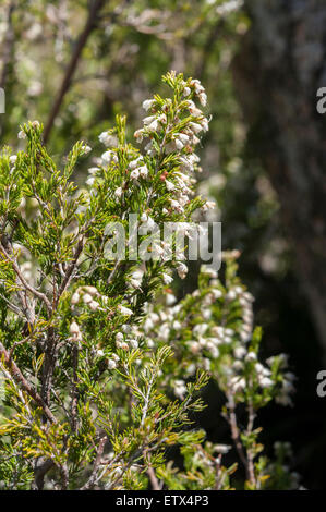 Fleurs de bruyère Erica arborea, arbres. Photo prise à Guadarrama, La Pedriza, Madrid, Espagne Banque D'Images