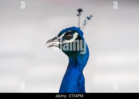 Portrait de Peacock dans un jardin public. Photo taken in Cecilio Rodriguez Gardens, le parc du Retiro, Madrid, Espagne Banque D'Images