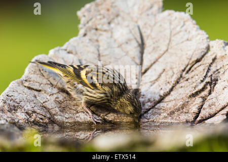 Siskin Carduelis spinus eurasienne, l'eau potable, Banque D'Images