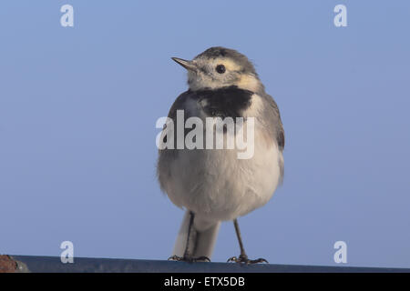 Bergeronnette printanière (Motacilla alba pied yarrellii), femme, perché, Penzance, Cornwall, England, UK. Banque D'Images