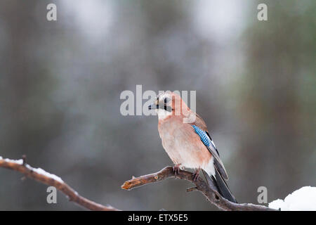 Eurasian Jay , assis dans un arbre avec Juniper neige sur la branche en Suède Banque D'Images