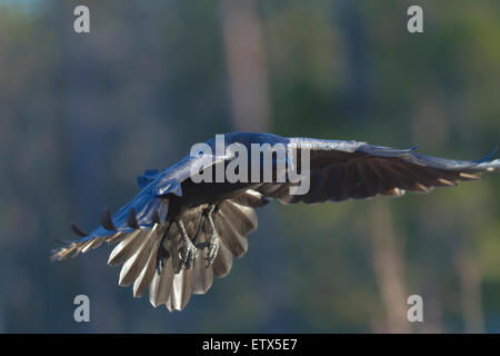 La photo en gros plan de vol à raven dans à l'appareil photo Banque D'Images