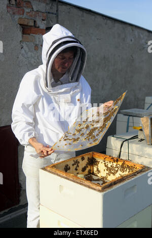 Berlin, Allemagne, apiculteur Erika Mayr contrôle un peigne de couvain d'une colonie d'abeilles sur un toit Banque D'Images