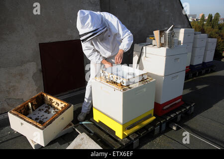 Berlin, Allemagne, apiculteur Erika Mayr a le contrôle d'une colonie d'abeilles sur un toit Banque D'Images
