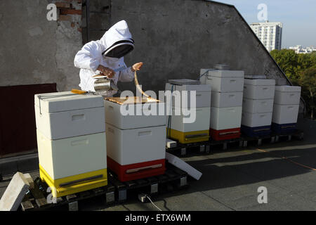 Berlin, Allemagne, apiculteur souffle avant le contrôle d'une colonie d'abeilles avec un fumeur de fumée dans la ruche Banque D'Images