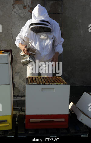 Berlin, Allemagne, apiculteur souffle avant le contrôle d'une colonie d'abeilles avec un fumeur de fumée dans la ruche Banque D'Images