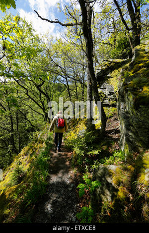 Strasbourg, France, randonnée pédestre le long de la piste sauvage dans le parc national de l'Eifel Banque D'Images