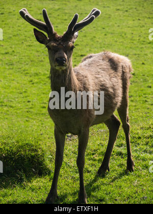 Les jeunes red deer stag de velours de cerf sur l'île d'Arran en Écosse le plus grand animal sauvage sur Arran et clairement visible dans Lochranza Banque D'Images